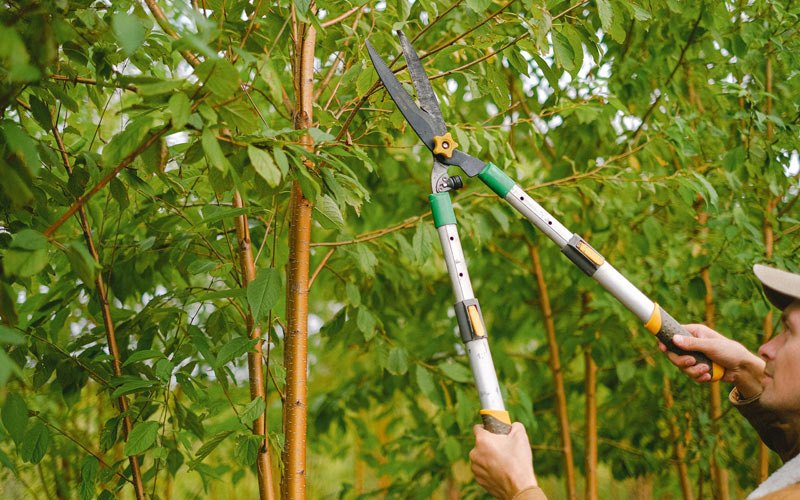Tree trimming in Healy, AK